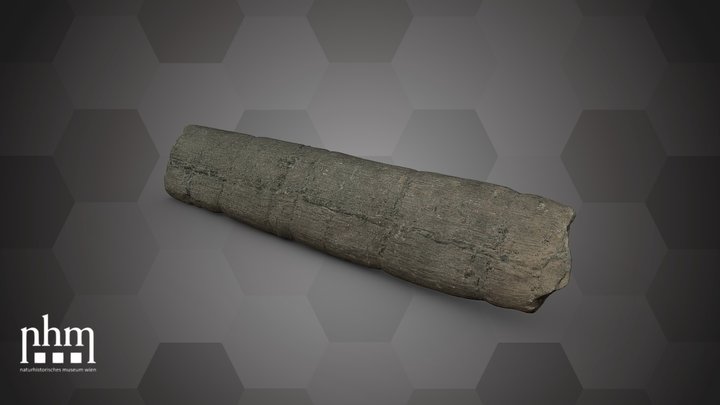 Calamites communis (NHMW-GEO-2024/0188/10968) – Free 3D Model STL