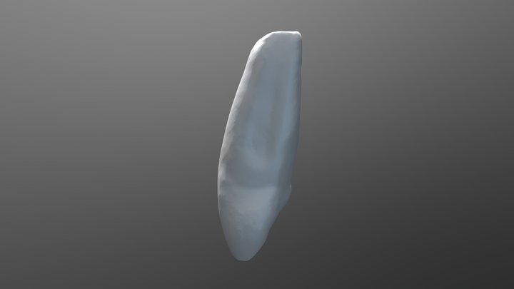 lateral incisor 3D Model