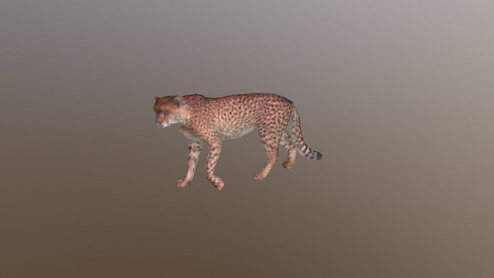 Cheetah A Posed 0129 3D Model