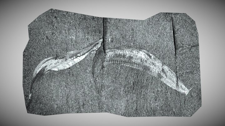 Pikaia gracilens Fossil – Kostenloses 3D-Modell STL