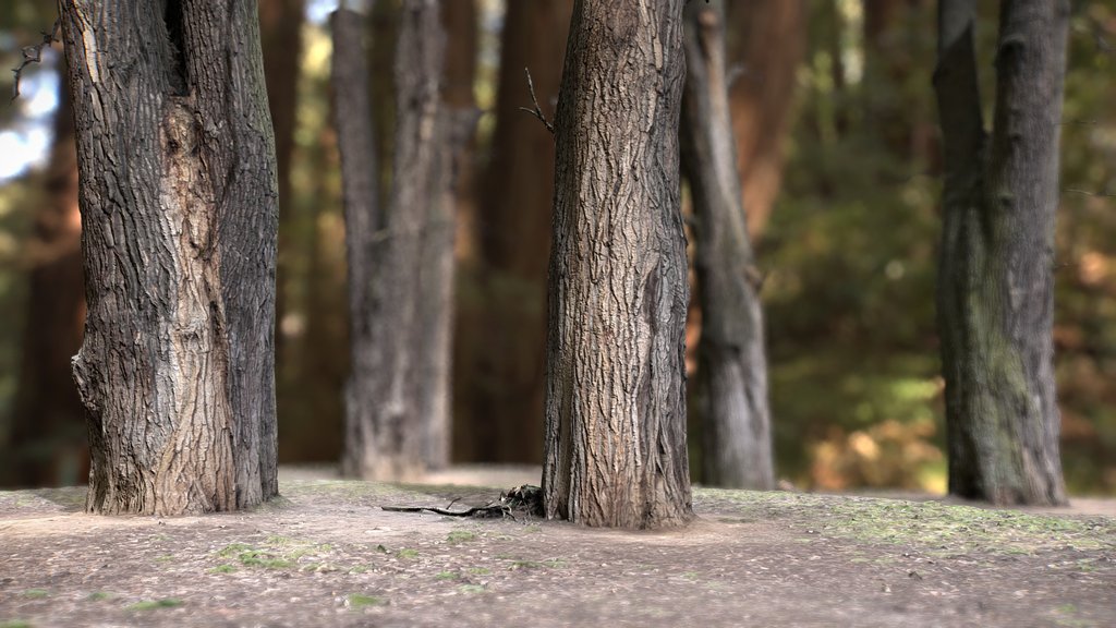 Trees in the park Anthropos