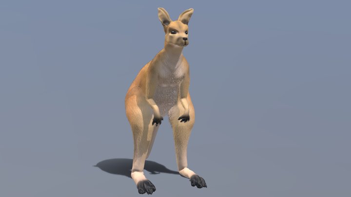 Kangaroo 3D Model