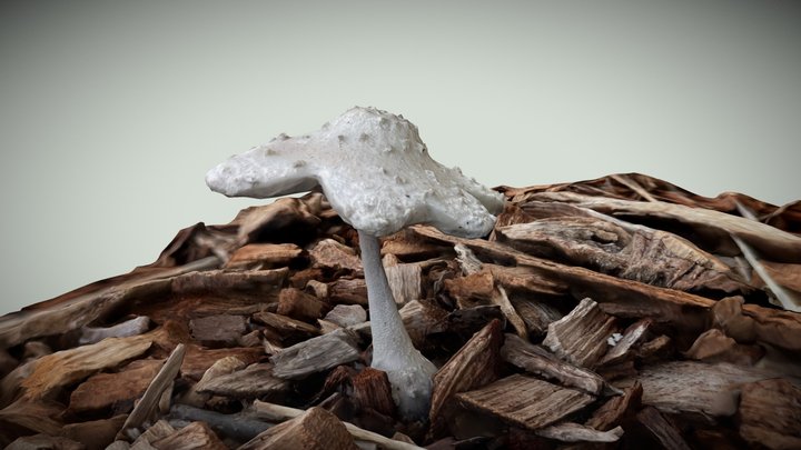3D Fungi Mushroom in Polycam photomode 3D Model
