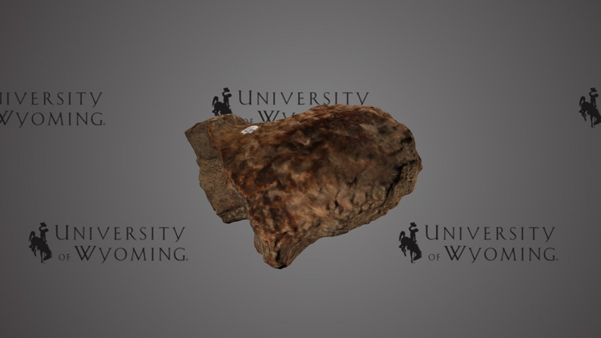 UW 21882 - Ankylosauridae, Tail Club