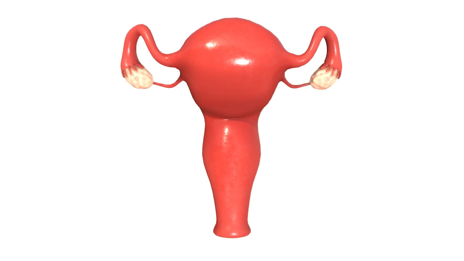 Female Reproductive System Buy Royalty Free 3d Model By Zames1992 5819418 Sketchfab Store 7472