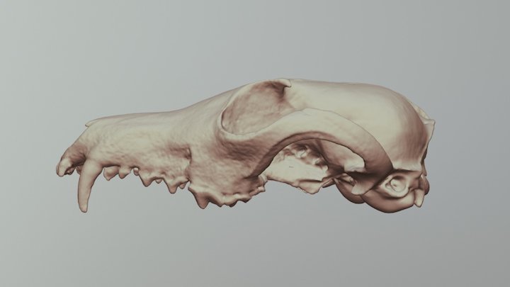 Red Fox Skull (VCU_3D_3004) – Modello 3D gratuito STL