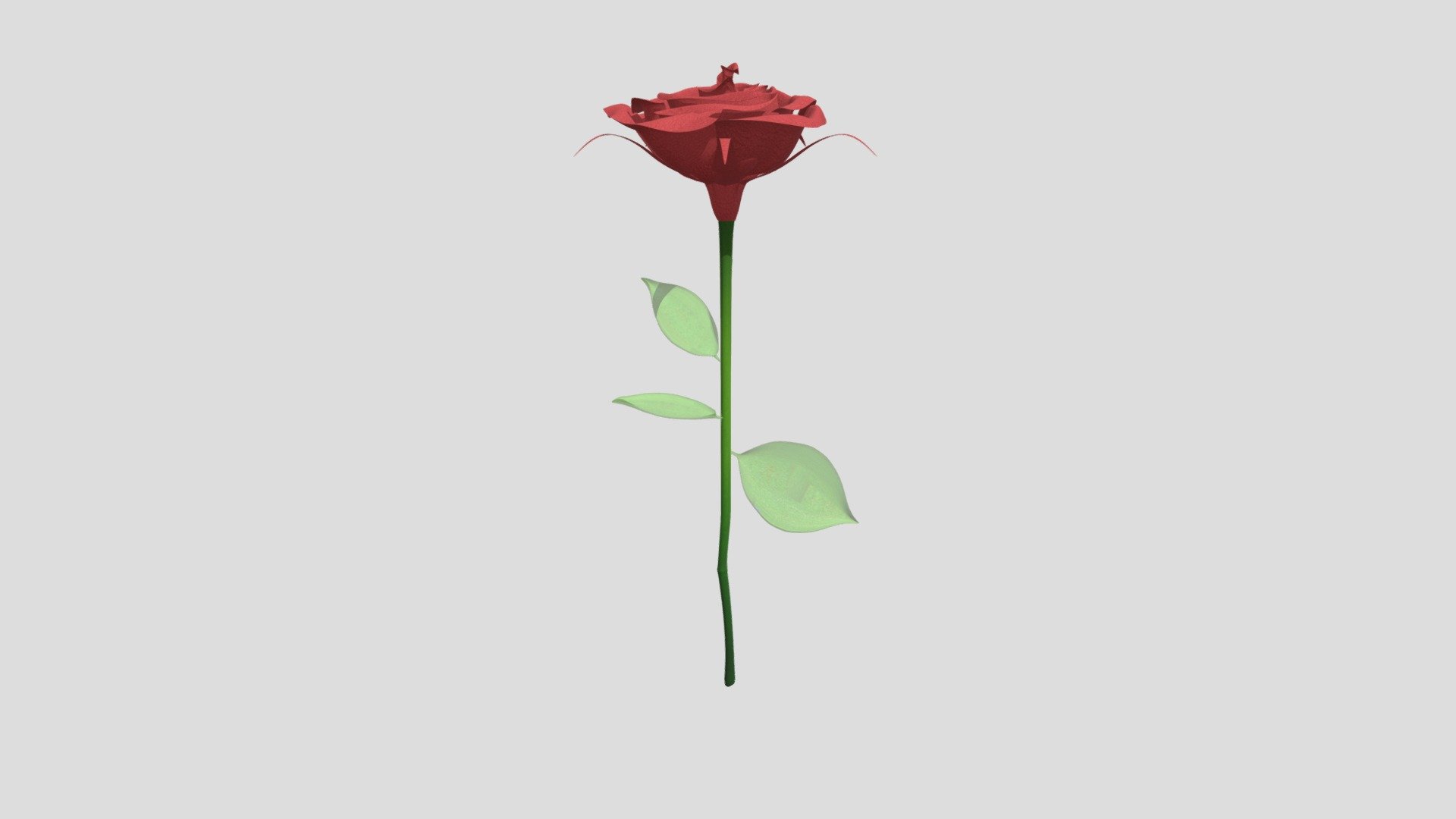 G.N. - Rose