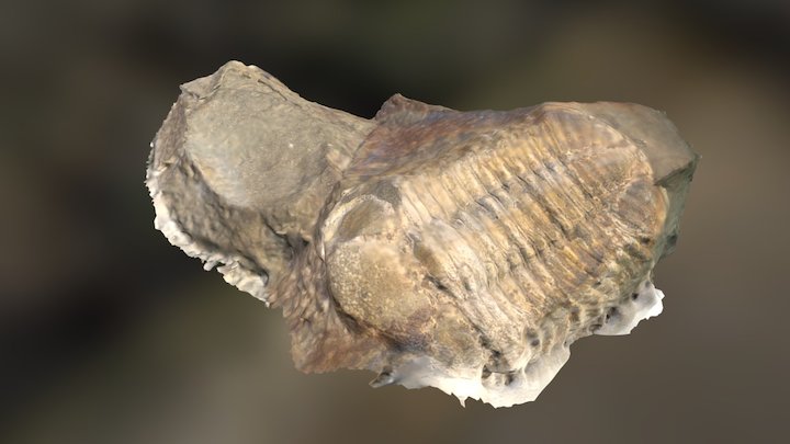 West Virginian Trilobite – Free 3D Model STL