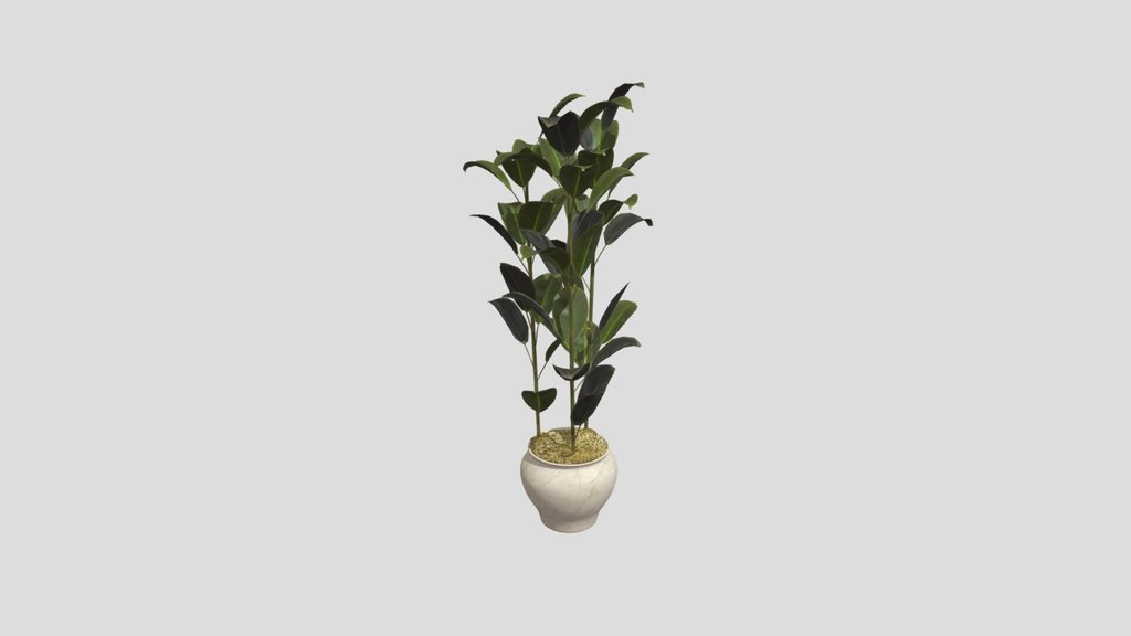 Rubber Plant