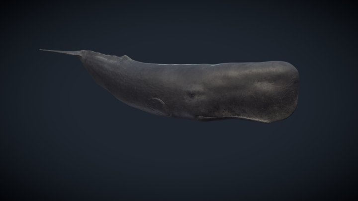 Cachalot / Sperm Whale (Physeter macrocephalus) 3D Model