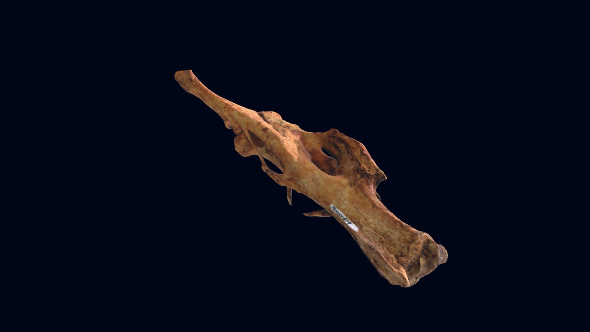 イノシシ 橈骨・尺骨（1900000677） - 3D model by びわ博3D（滋賀