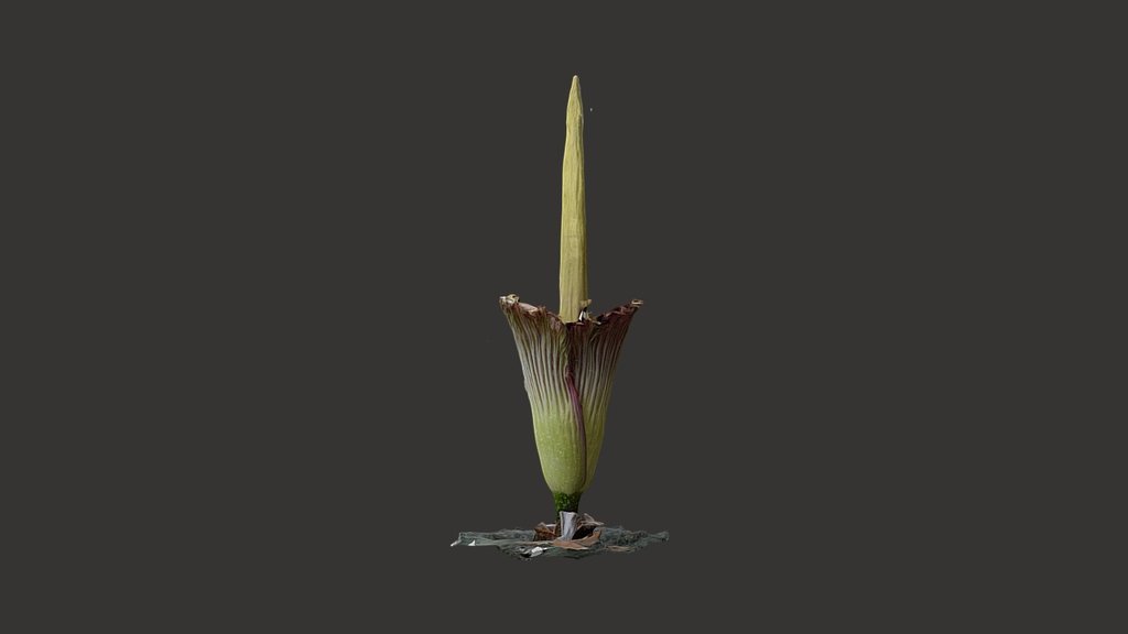 Amorphophallus Titanum (Corpse Flower) Partial