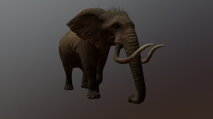 Elephant Walk 3D Model