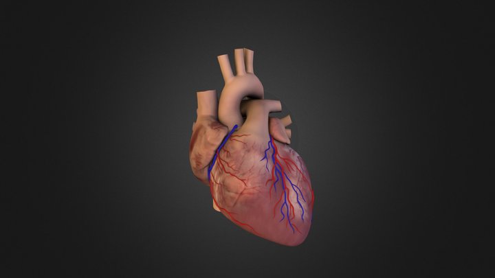 Heart_Test_C 3D Model