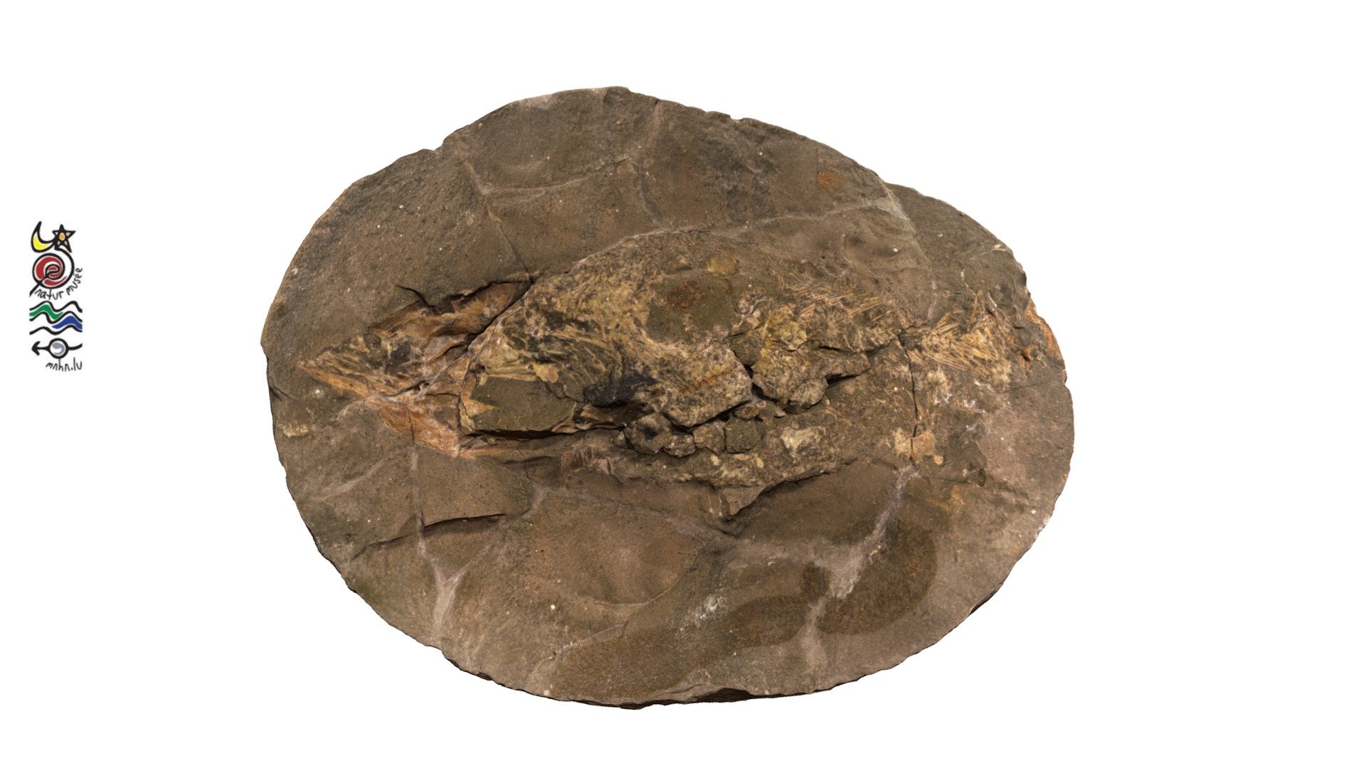 Pachycormus curtus TV142