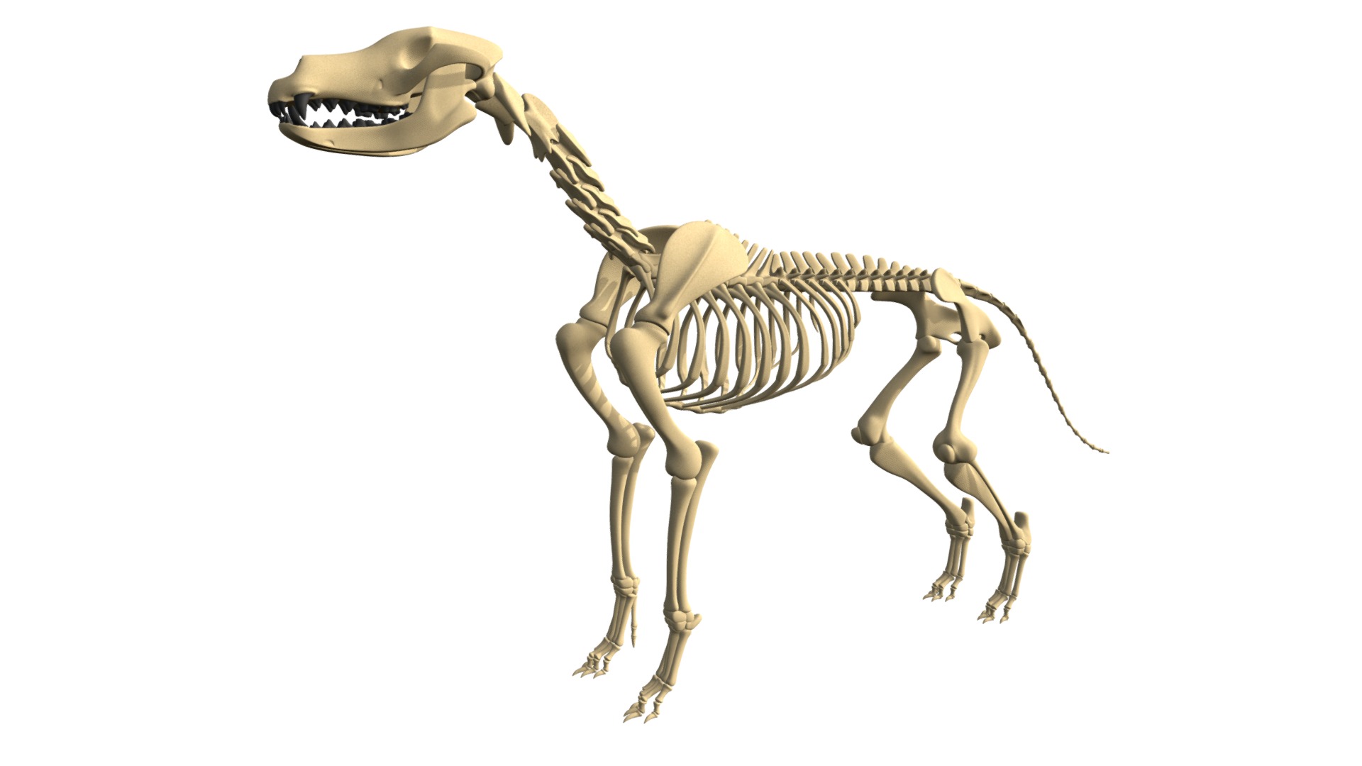 3D model Dog Skeleton - This is a 3D model of the Dog Skeleton. The 3D model is about a horse with a saddle.
