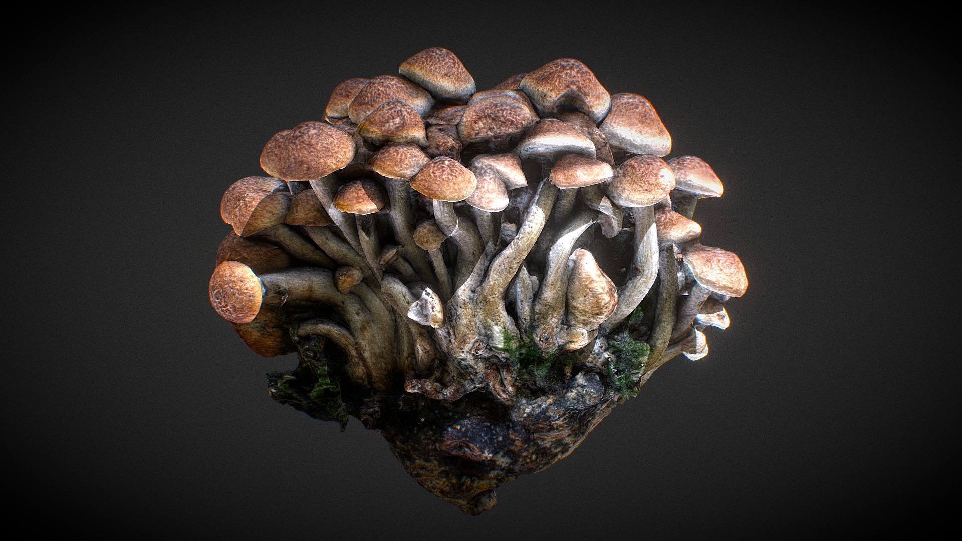 3D model Mushroom strain - This is a 3D model of the Mushroom strain. The 3D model is about a close-up of a human brain.
