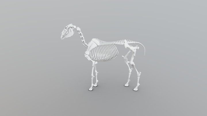 Horse_skeleton_lo 3D Model