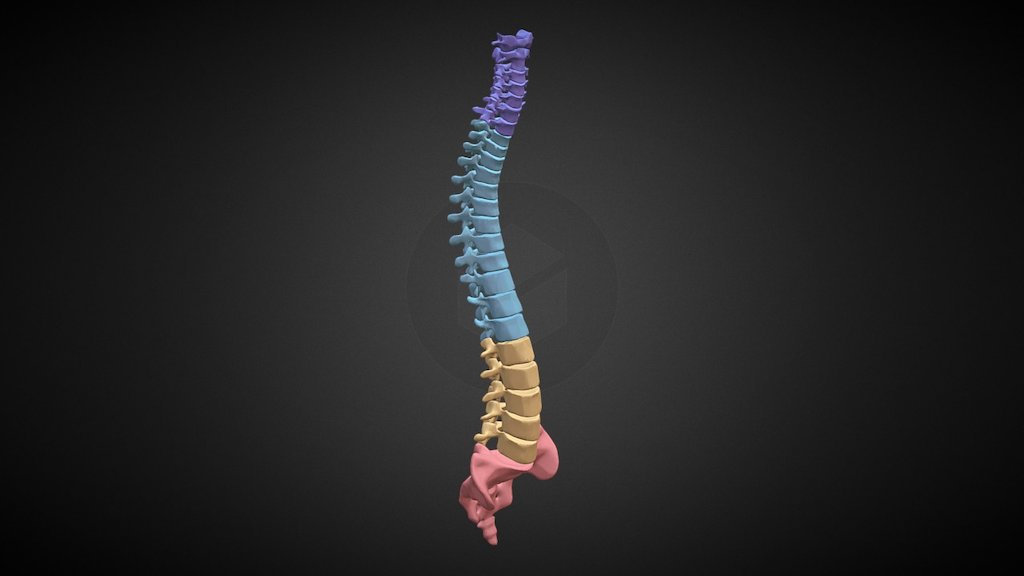 March17 Torso Study: Full Vertebral Column - 3D model by Hammer ...