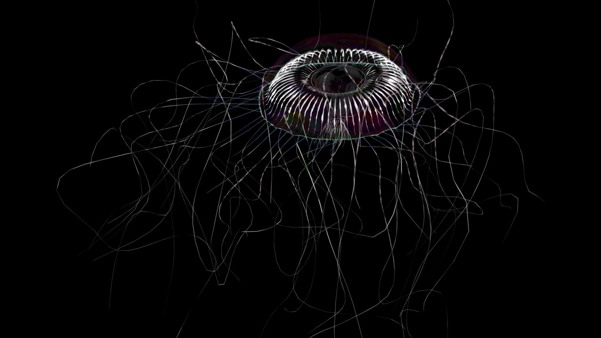 Jellyfish_002