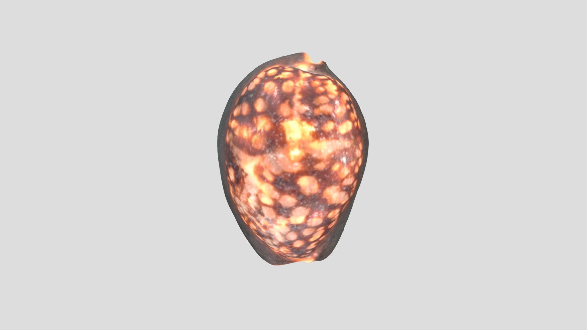 ハチジョウダカラ / Humpback cowry - 3D model by tiganeh-workroom