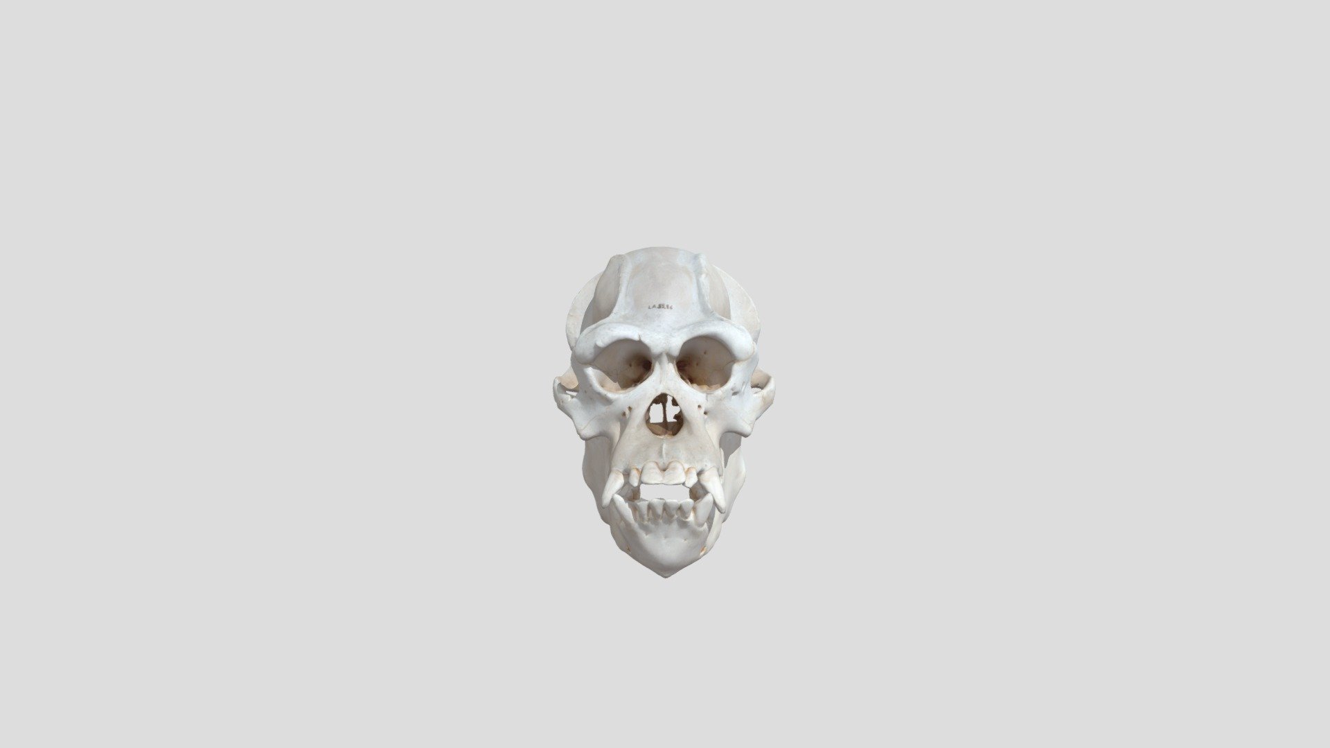 Gorilla Skull - 3D model by Victoria Gallery &amp; Museum (@victoriagallery ...