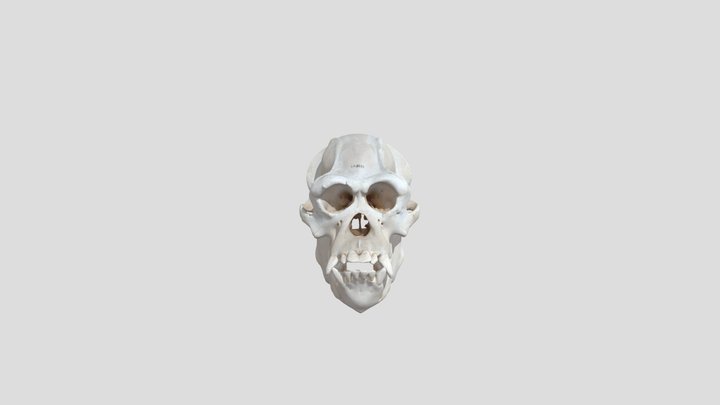 Gorilla Skull 3D Model