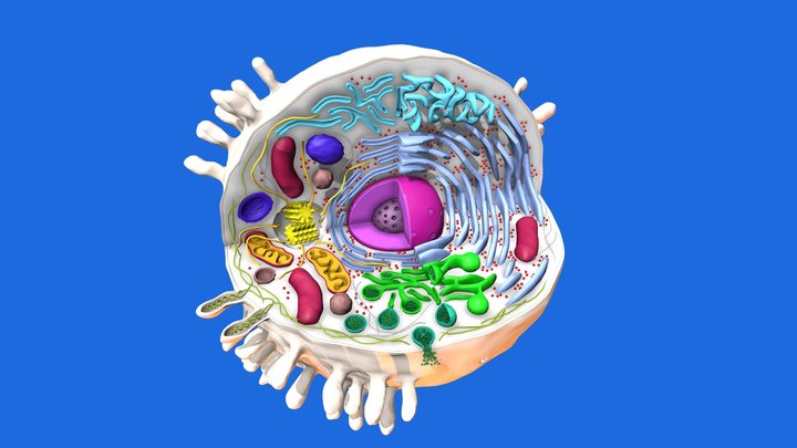 Human Cell - A 3D model collection by norriscl - Sketchfab