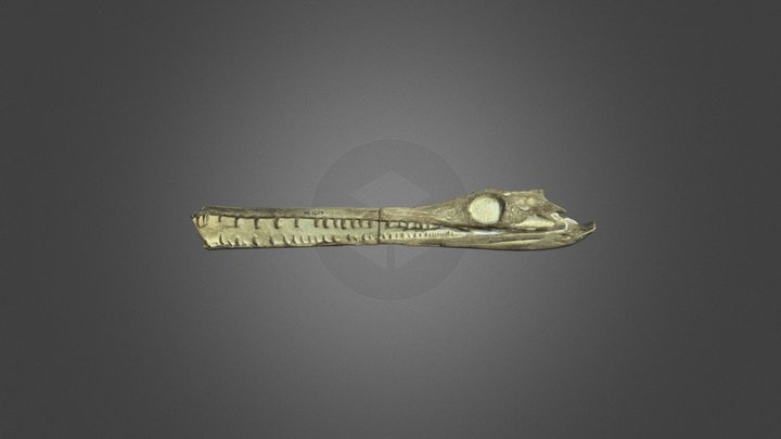 Pelagosaurus Skull 3D Model