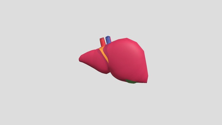 gejala penyakit liver 3D Model