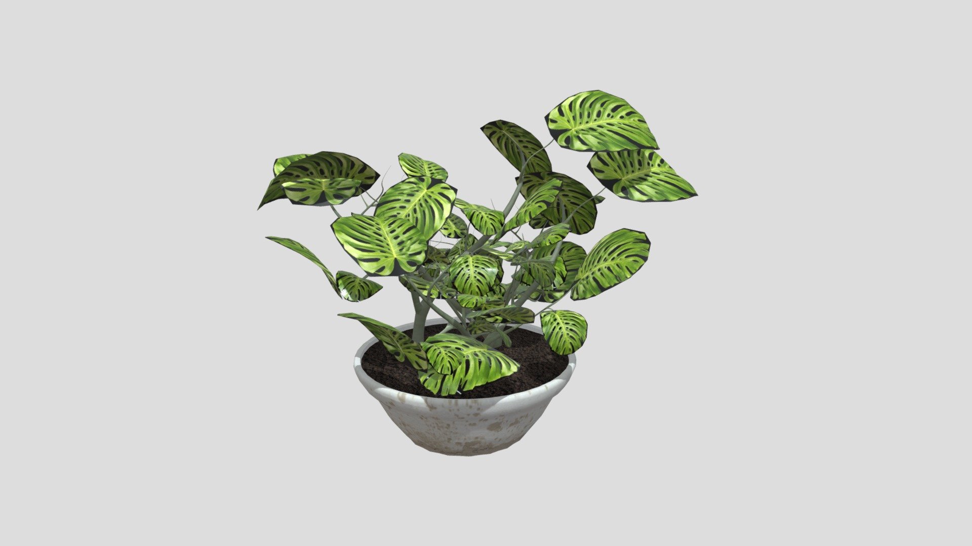 Graham_Michaela_0031317620_wk8_plant