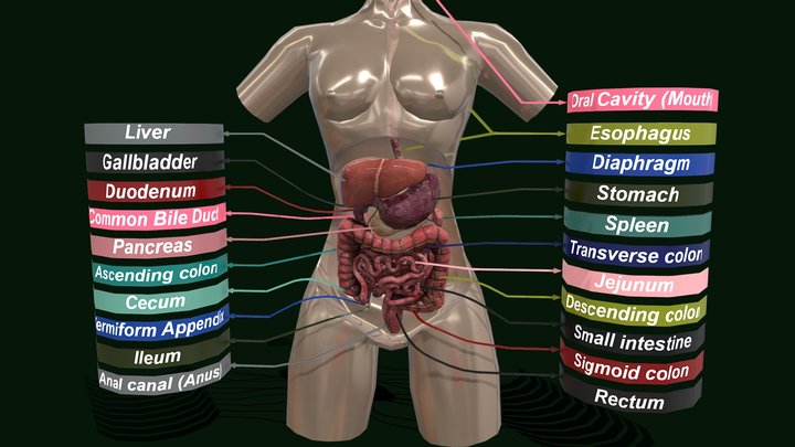 Human Digestive System - Female Digestive System 3D Model