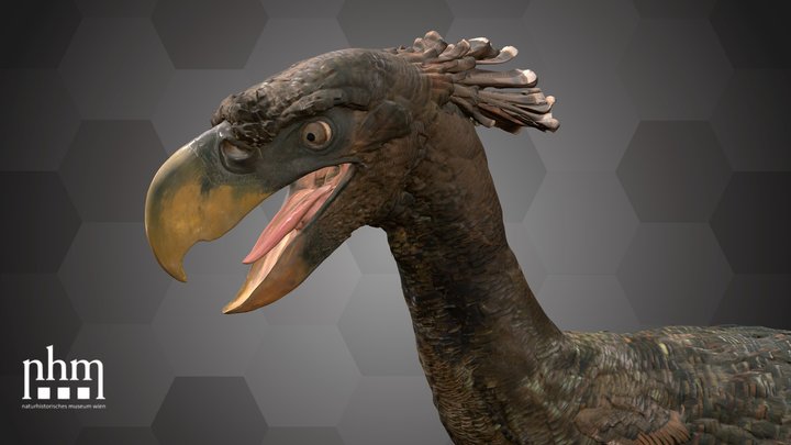 Terror-bird (NHMW-Geo 2012/0007/0001) 3D Model
