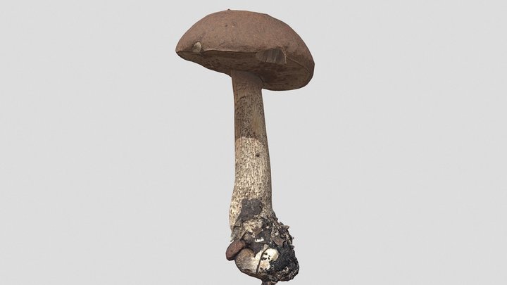 Bolet-rude 3D models - Sketchfab