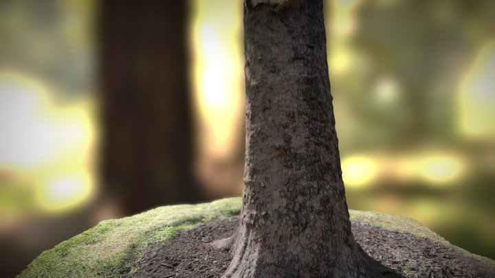 Tree Trunk 3D Model