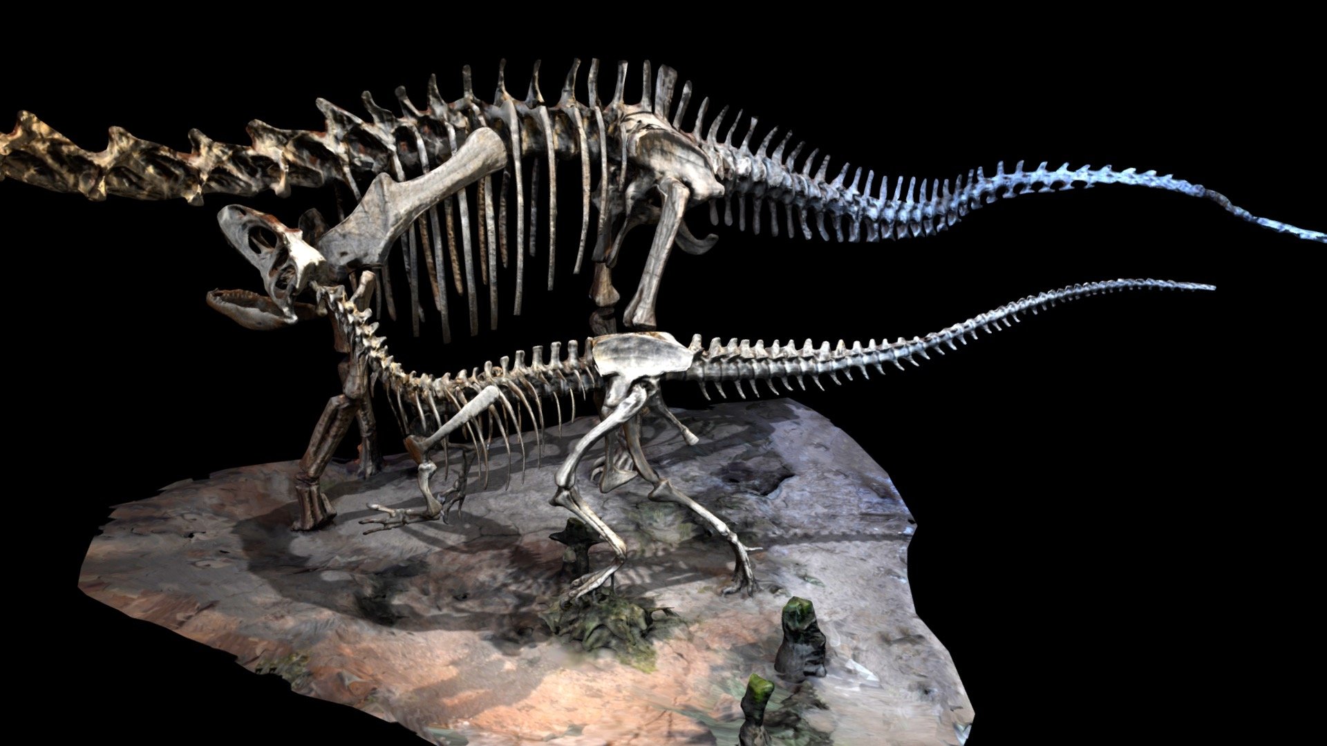 Заурофаганакс. Заурофаганакс Планета динозавров. Заурофаганакс скелет. Торвозавр против Заурофаганакс. Сейсмозавр скелет.