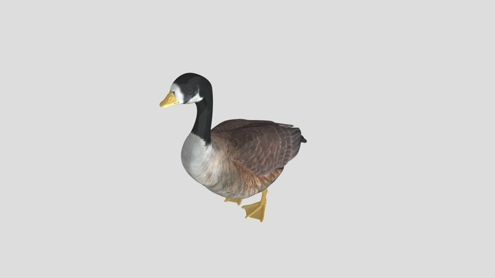 white-fronted goose 3D Model