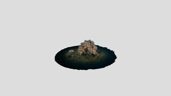 Photogrammetric 3D Model of Dendrophyllia ramea 3D Model