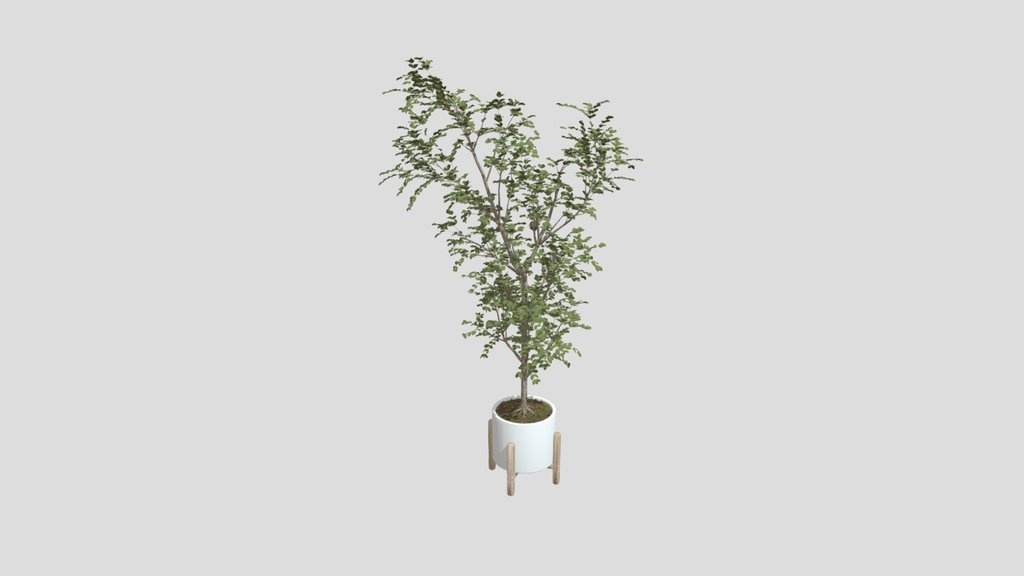 Plant