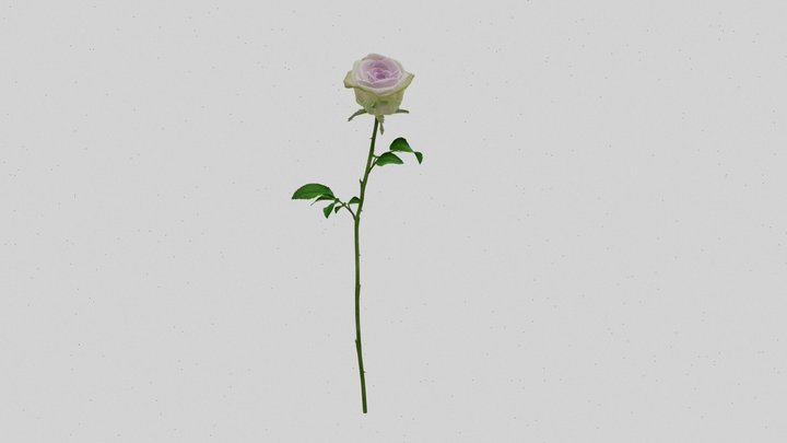 Amnesia Rose _v2 3D Model