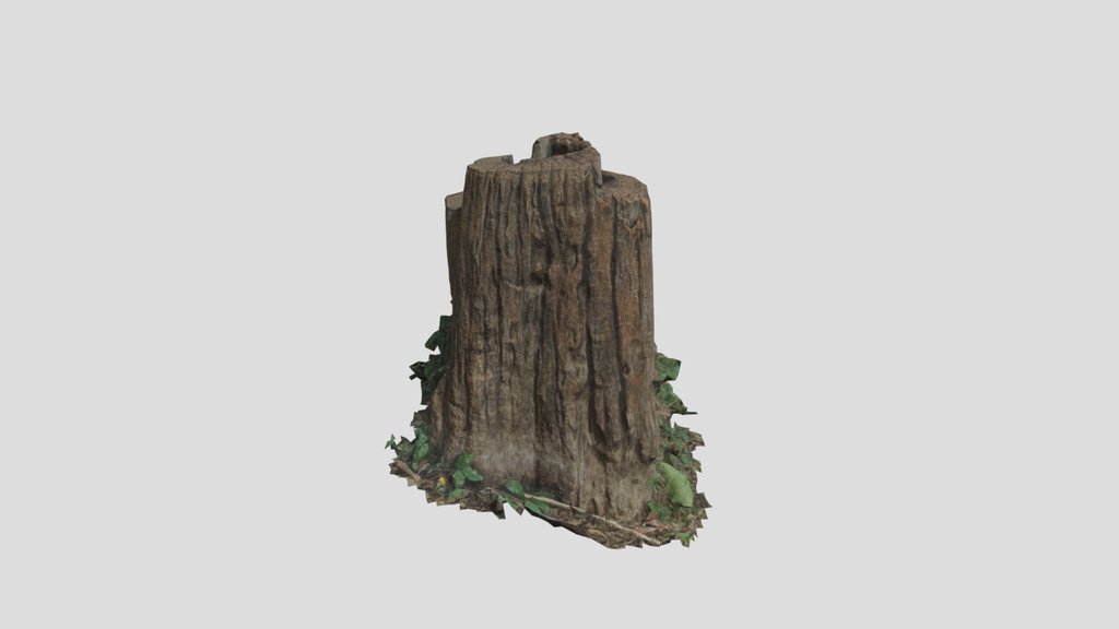 Aged Wood Trunk