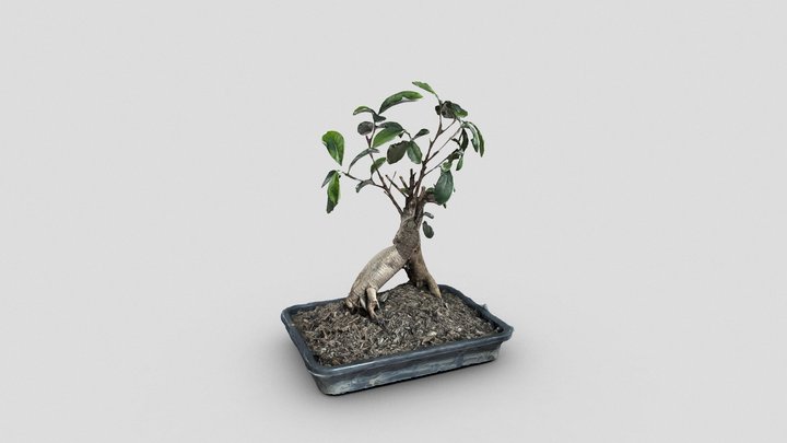 The Bonsai - where it all started! 3D Model