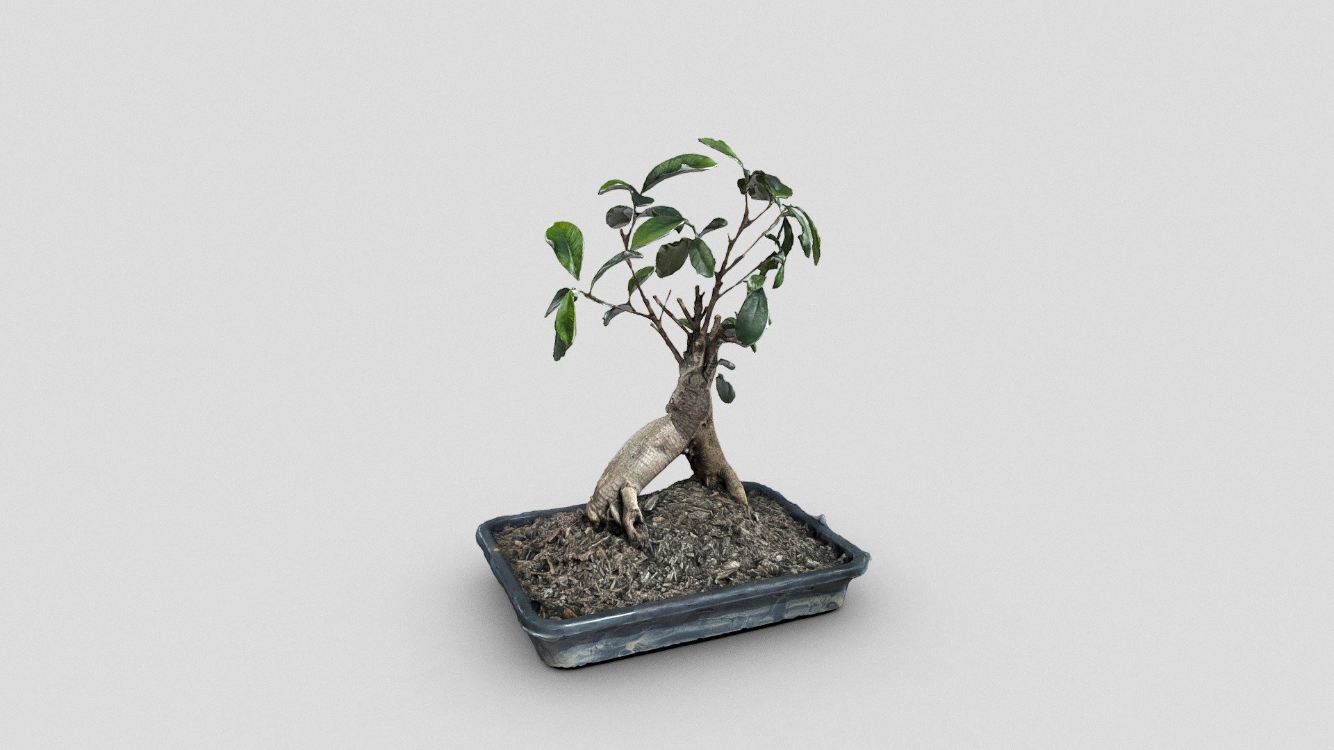 The Bonsai - where it all started!