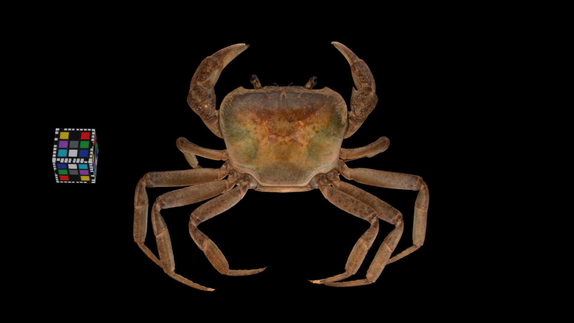 サカモトサワガニ ♀ River Crab, Geothelphusa sakamotoana
