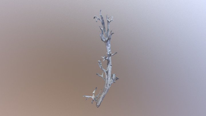 Cladonia rangiferina 3D Model