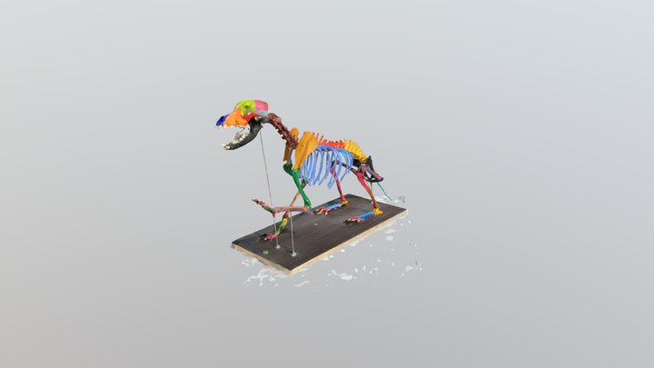 esqueleto canino laica 3D Model