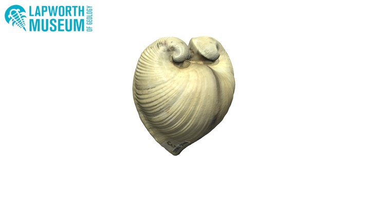 Glossus humanus (oxheart clam) BIRUG 19022 3D Model