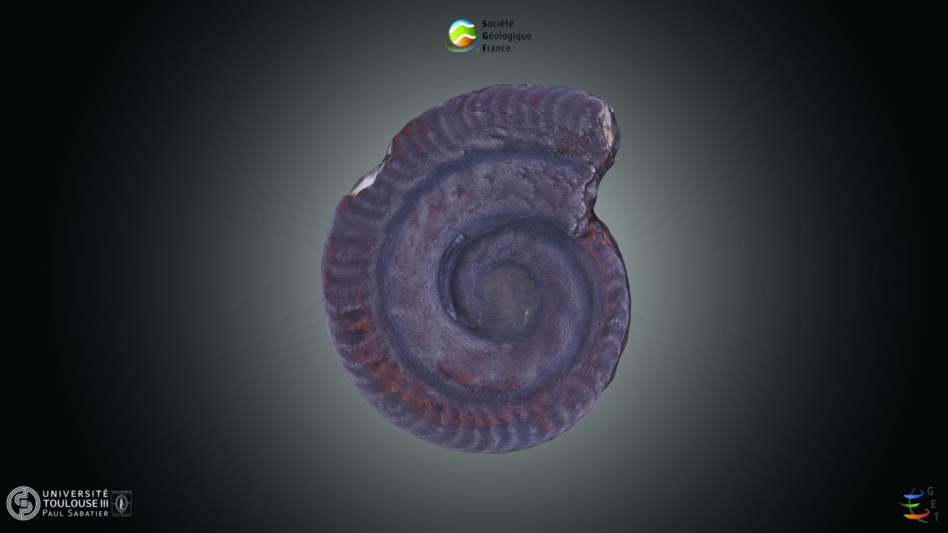 Ammonite - Hildoceras bifrons