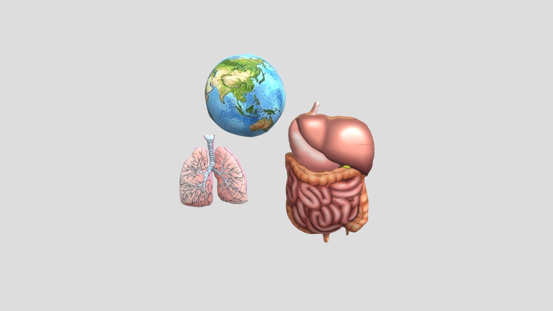 Organ Tubuh