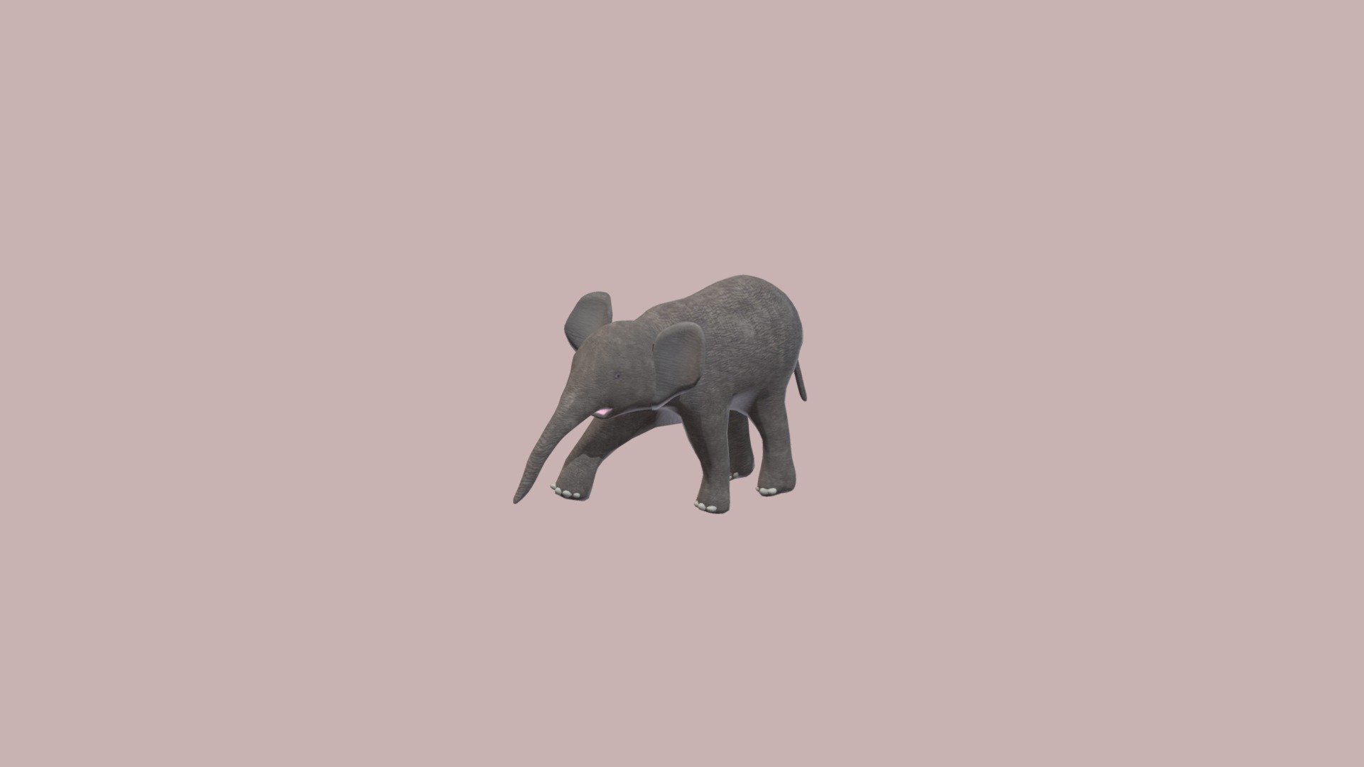 Baby Elephant